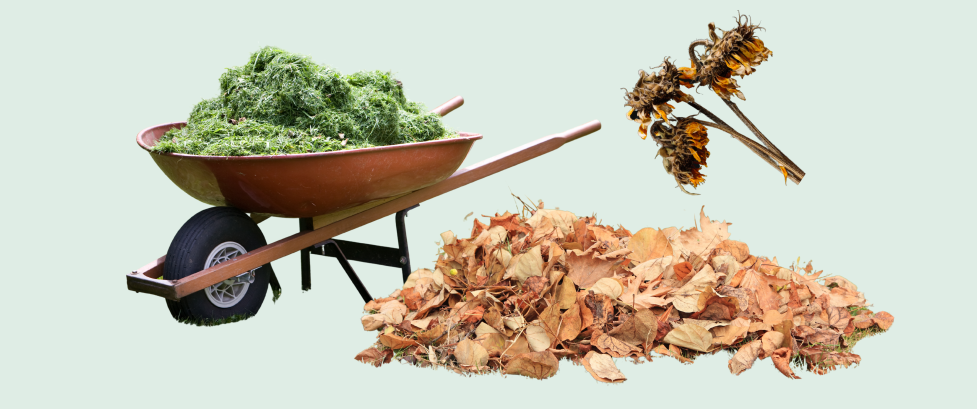 Wheelbarrow full of grass clippings, a pile of leaves, and three dried sunflowers
